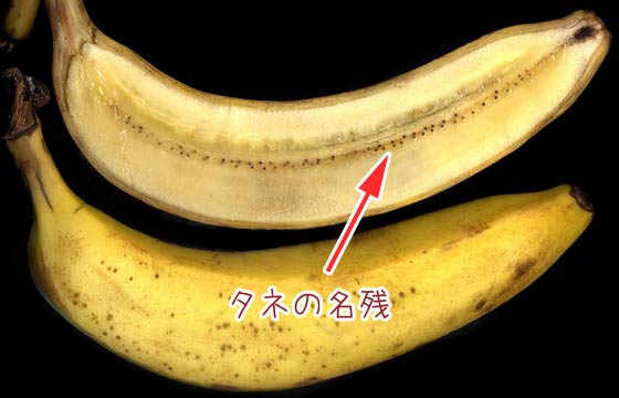 バナナのタネって見たことある 種まき 育苗 収穫するまで