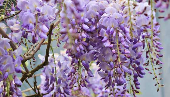 「藤の花の砂糖漬け」レシピ、毒性があるはずなので食べてみた